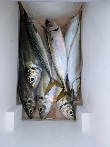 １年振りに水軒一文字へ