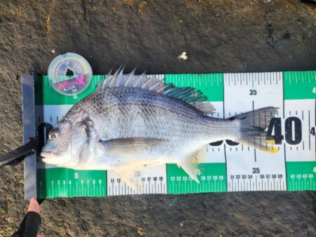 フリリグ、ミドスト、プラグ。何でもアリチニング