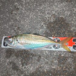 久々いいサイズきた~