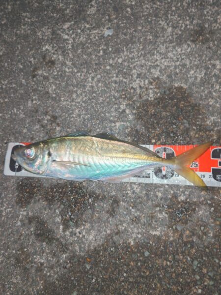 久々いいサイズきた~