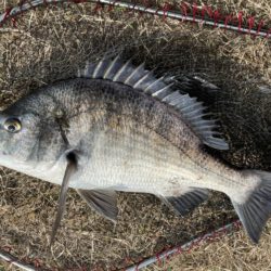 イチノ兄弟、釣果!