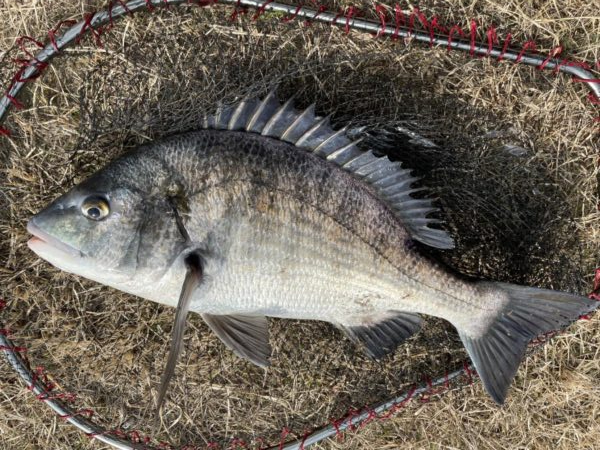 イチノ兄弟、釣果!