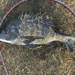 イチノ兄弟、釣果！