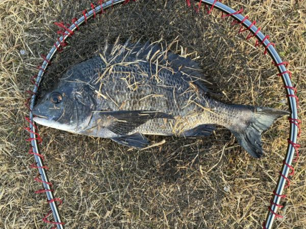 イチノ兄弟、釣果！