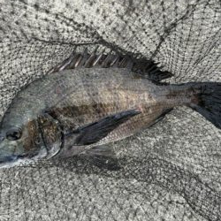 イチノ兄弟、釣果！