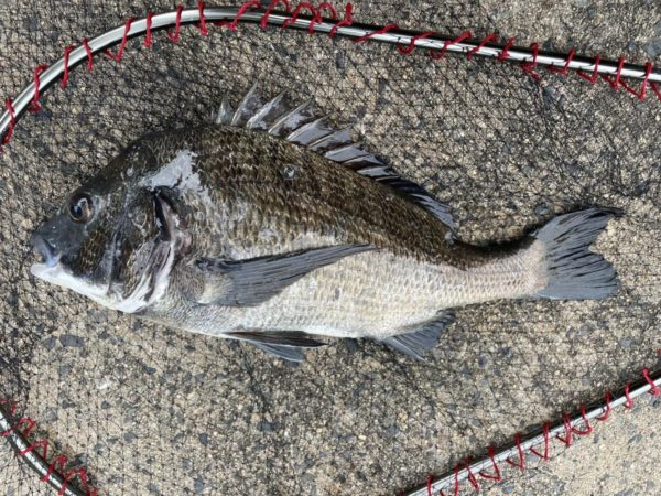 イチノ兄弟、釣果！