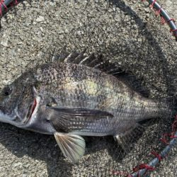 イチノ兄弟、釣果!