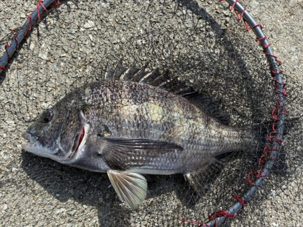 イチノ兄弟、釣果!