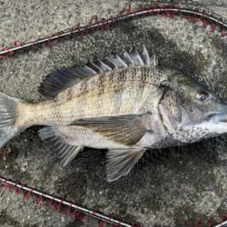 イチノ兄弟、釣果！