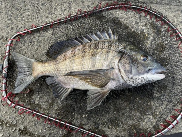 イチノ兄弟、釣果！