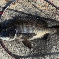 イチノ兄弟、釣果!