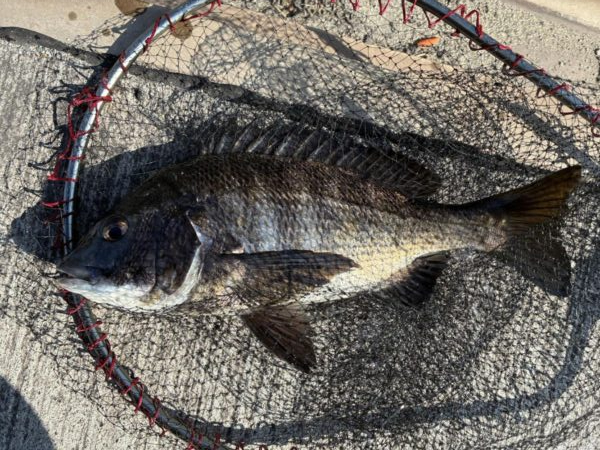 イチノ兄弟、釣果!