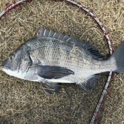 イチノ兄弟、釣果！