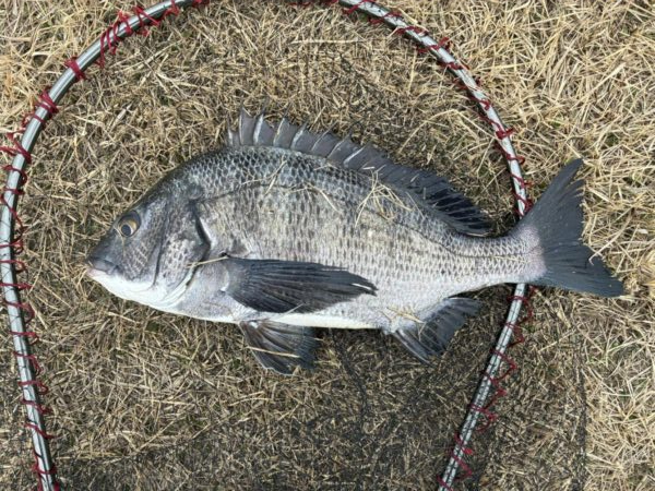 イチノ兄弟、釣果！