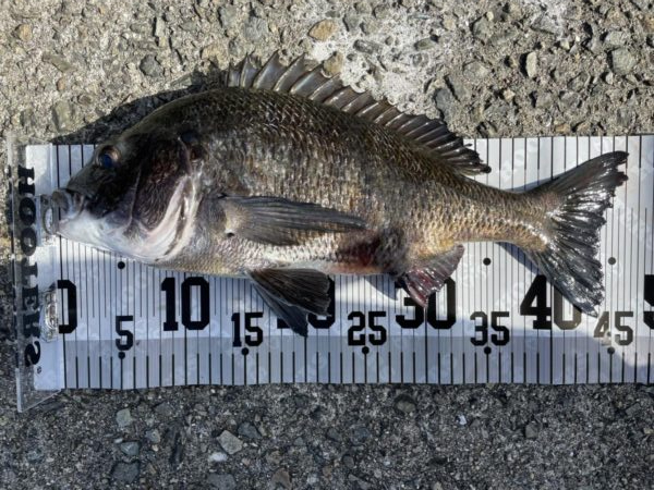 イチノ兄弟、釣果！