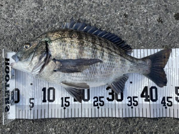 イチノ兄弟、釣果！