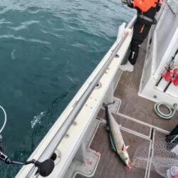 ブレードジギング