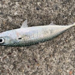 ギガアジを求めてリベンジ