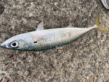 ギガアジを求めてリベンジ