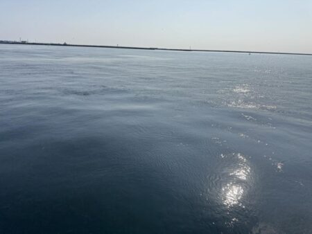 イワシ爆釣なり!