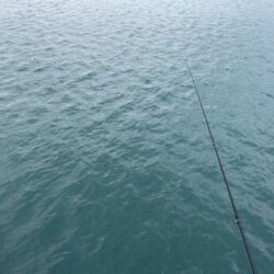 連続カマス釣り