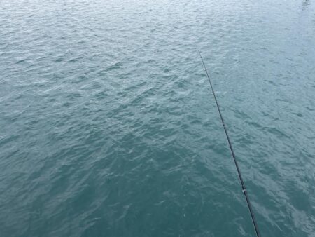 連続カマス釣り