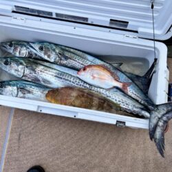 舞鶴ジギング船サワラ便で爆釣