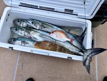 舞鶴ジギング船サワラ便で爆釣