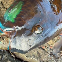 和歌山県串本須江（浜勝渡船）でグレ釣り