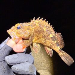 リハビリメバリング