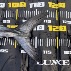 サワラブレードジギング