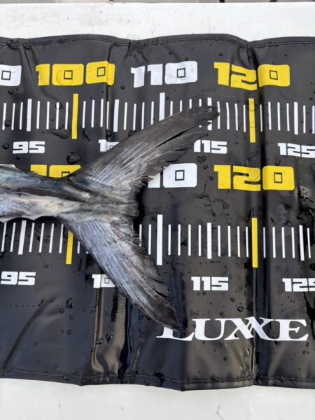 サワラブレードジギング