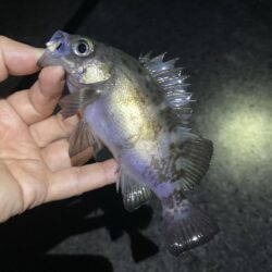 渋いアフターメバル