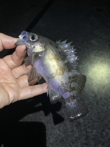 渋いアフターメバル