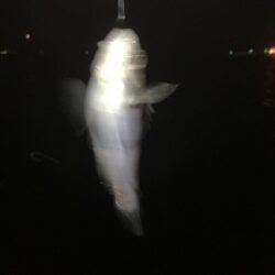 東二見メバル25