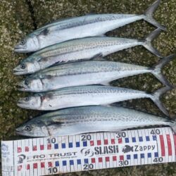 サゴシが入れ食い