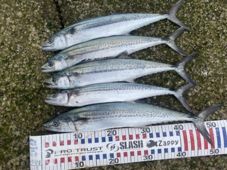 サゴシが入れ食い