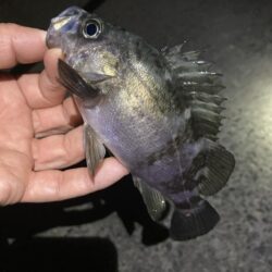 安定のメバリング