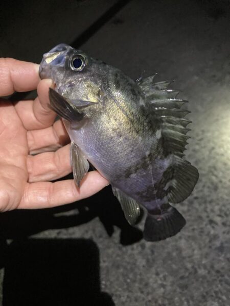 安定のメバリング