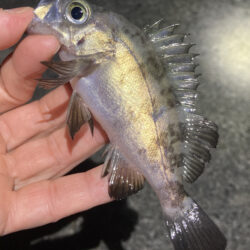 明石メバリング