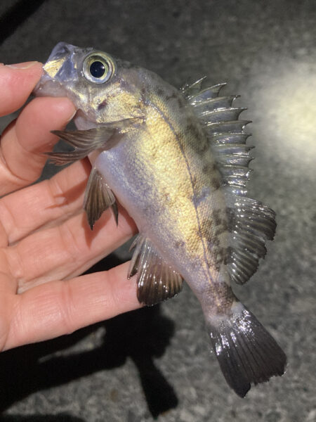 明石メバリング