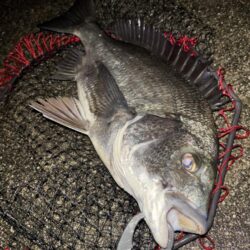 ヘチってきました