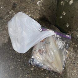 久しぶりのヤリイカ釣り