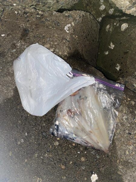 久しぶりのヤリイカ釣り