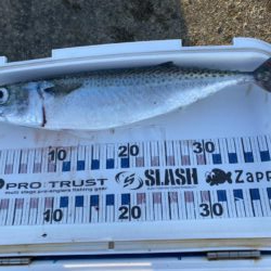 ギガアジとシーバス