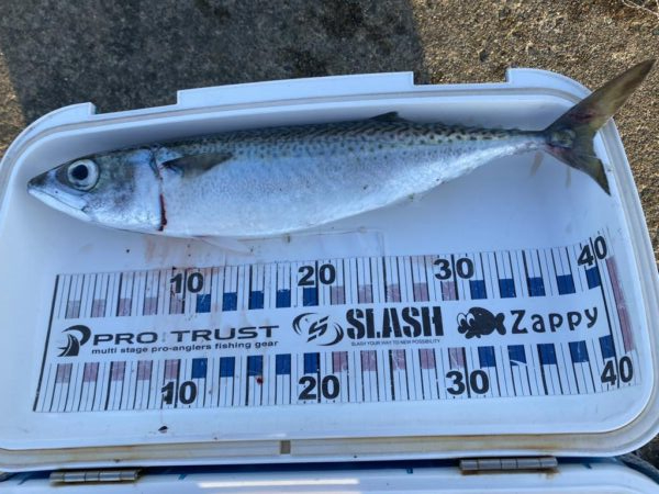 ギガアジとシーバス