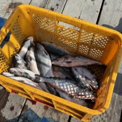 初めてのサーモン釣り｜家島海上釣り堀水宝で…