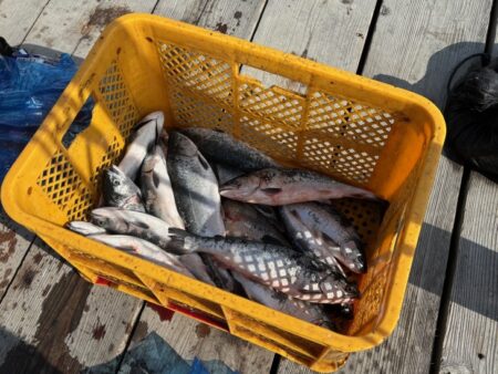 初めてのサーモン釣り｜家島海上釣り堀水宝で…