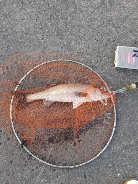 今年の初釣り(^^)