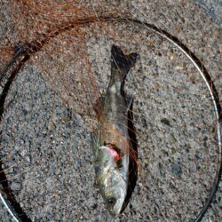 連日の釣果　シーバス２匹